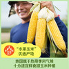 中粮悠采鲜榨玉米汁  非转基因水果甜玉米 12小时内鲜榨 自然成熟鲜嫩香甜   250ML*12盒 商品缩略图4