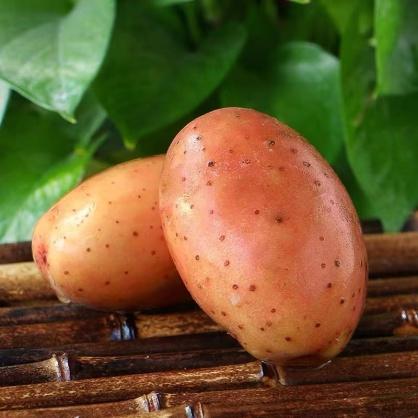 【香甜软糯】云南红皮土豆 鹅蛋大小 口口留香 商品图3