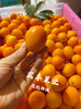 宏丰精选  阳塑金桔，口感甜，活动价9.9元一斤 商品缩略图3