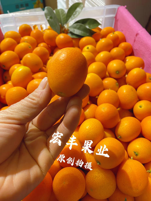 宏丰精选  阳塑金桔，口感甜，活动价9.9元一斤 商品图3
