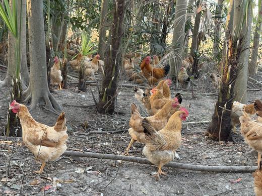 庄主通道订枸杞鸡（非卖品，兑换券领取） 商品图10