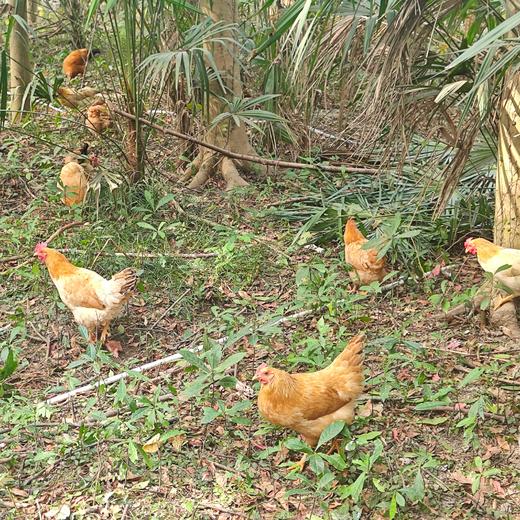 庄主通道订枸杞鸡（非卖品，兑换券领取） 商品图8