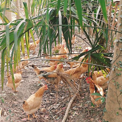 庄主通道订枸杞鸡（非卖品，兑换券领取） 商品图7