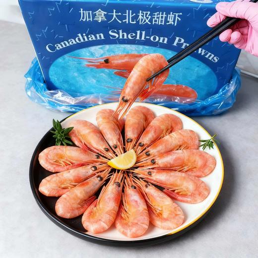 头籽北极甜虾1.8斤 商品图0