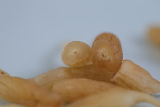 【野生麦冬】| 元和优选 纯天然无硫熏粒粒有芯 180/1盒 商品图3