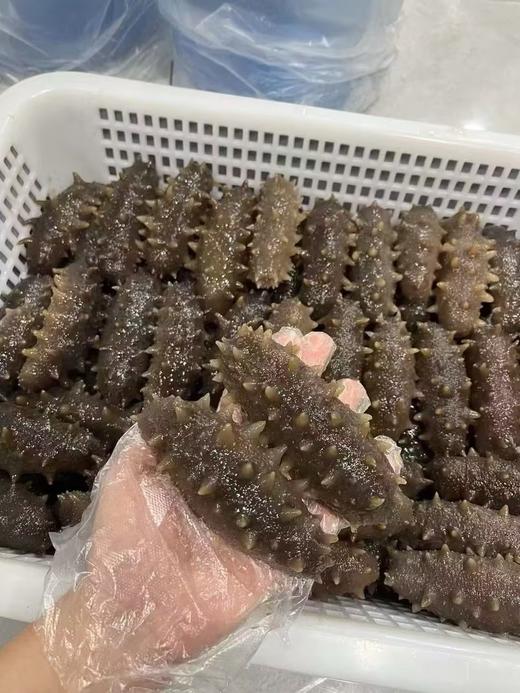 L'' 春季滋补推荐即食海参‼  特挑精品即食海参限量1000头 商品图2