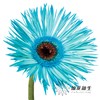 非洲菊 | 染色非洲菊孔雀蓝【人工吸色有色差， 介意慎拍】 商品缩略图1