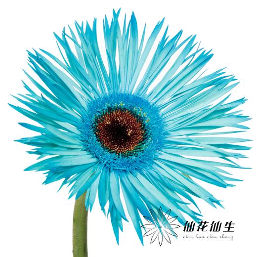 非洲菊 | 染色非洲菊孔雀蓝【人工吸色有色差， 介意慎拍】 商品图1