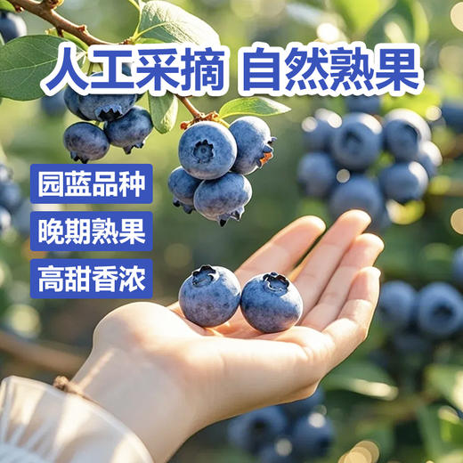 圆蓝NFC蓝莓原汁 90ml*10袋*1盒 商品图4