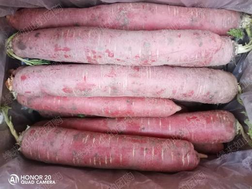 新鲜小白菜上市，生态种植，鲜嫩香甜，放心吃，健康菜！白菜有些已开花，介意者慎拍！老品种自留种胡萝卜过年包饺子必备，自然农法种植，原汁原味！口感纯正甜美！ 商品图5