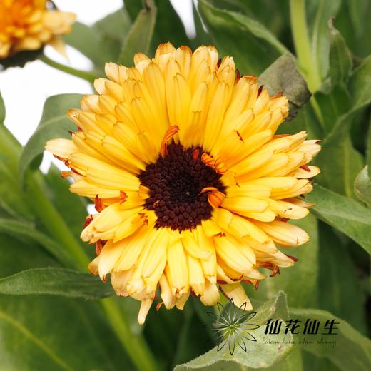 配花 | 金盏菊奶油黄 商品图2