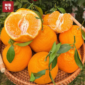 2026 四川春见耙耙柑 新鲜应季 产地直发