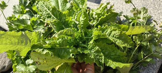 [推荐] 蔬菜合拼、无农药化肥，酵素种植 // 知闲农场 商品图2