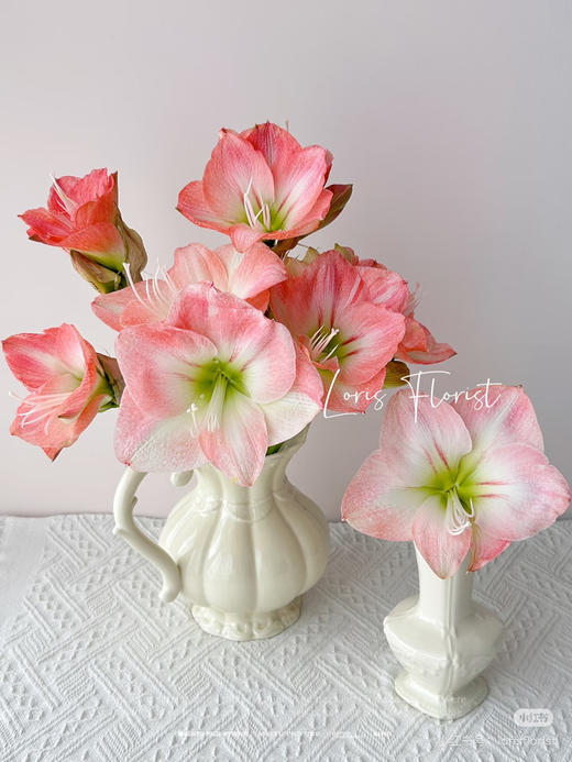 【切枝朱顶红】倾城 粉色  2 枝 商品图0