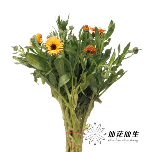 配花 | 金盏菊奶油黄 商品图1