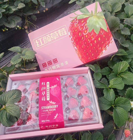 凉山红颜草莓 甜爽可口  果园现摘现发 顺丰空运新鲜有保障 商品图1