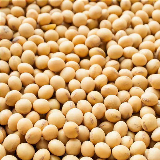 【MLT】鲜黄黄豆 商品图0