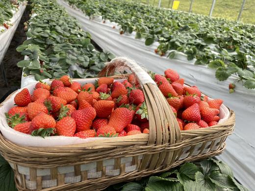 凉山红颜草莓 甜爽可口  果园现摘现发 顺丰空运新鲜有保障 商品图2