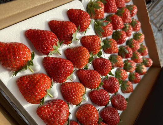 凉山红颜草莓 甜爽可口  果园现摘现发 顺丰空运新鲜有保障 商品图3