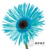 非洲菊 | 染色非洲菊孔雀蓝【人工吸色有色差， 介意慎拍】 商品缩略图3