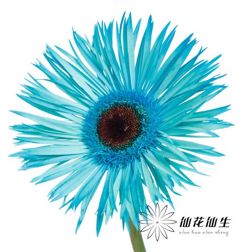 非洲菊 | 染色非洲菊孔雀蓝【人工吸色有色差， 介意慎拍】 商品图3