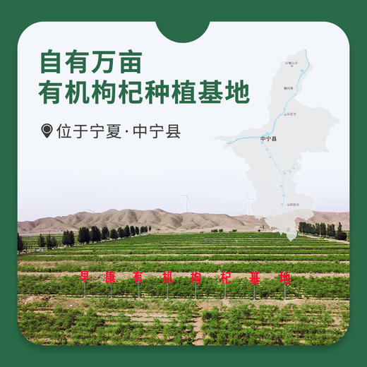 早康®有机特优枸杞180g袋装 商品图2