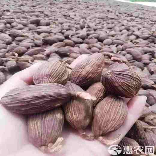 【HGSM】散称  草果 商品图0