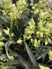 【绿植现货】特价秒杀：翡翠香兰29.9（塑料万象盆 现货，下单即可到店自提） 商品缩略图1