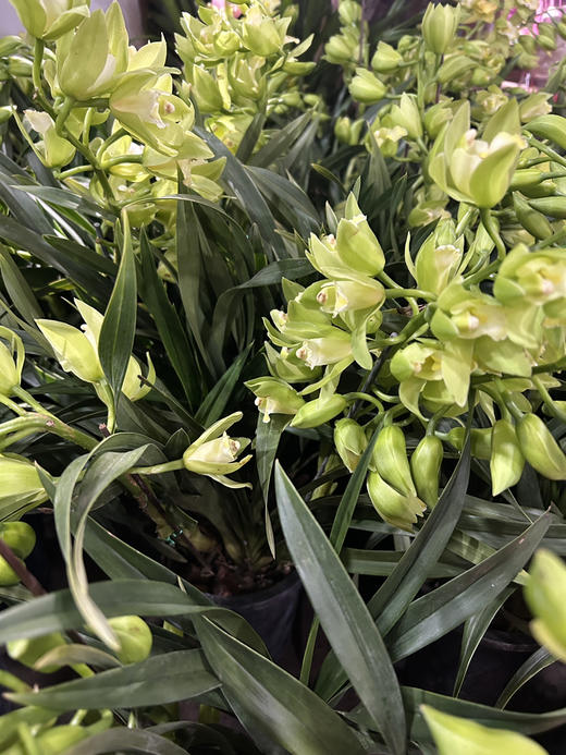 【绿植现货】特价秒杀：翡翠香兰29.9（塑料万象盆 现货，下单即可到店自提） 商品图1