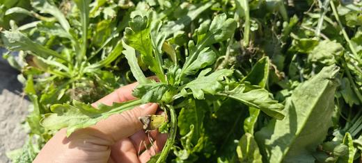 [推荐] 蔬菜合拼、无农药化肥，酵素种植 // 知闲农场 商品图1