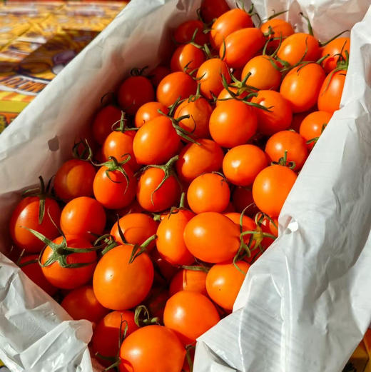 香芒皇后番茄 商品图10