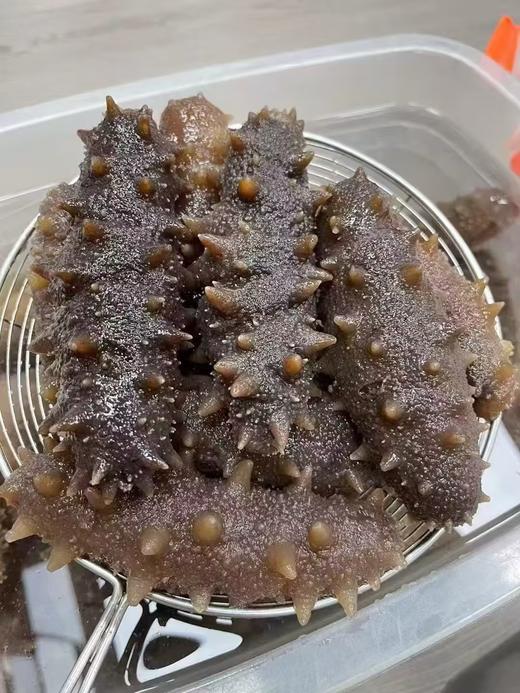 L'' 春季滋补推荐即食海参‼  特挑精品即食海参限量1000头 商品图3