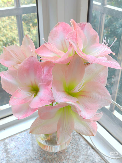 【切枝朱顶红】倾城 粉色  2 枝 商品图1