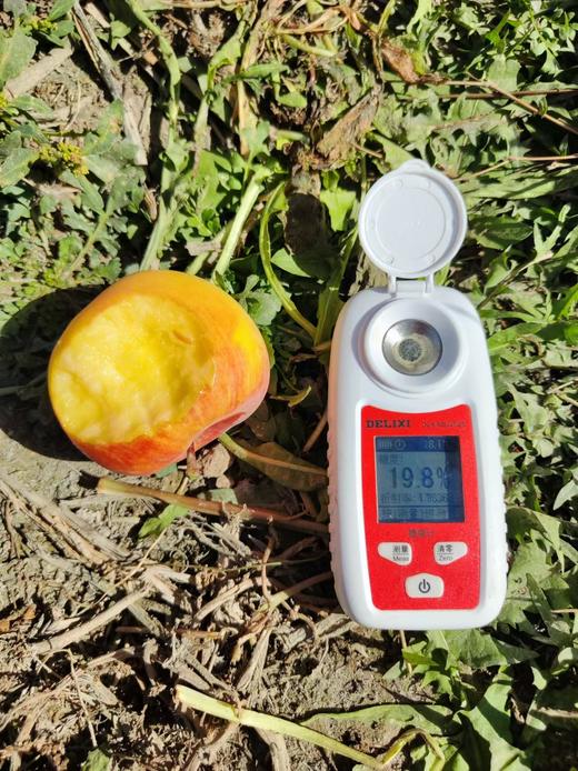 新疆阿克苏苹果（冰糖心） 国家地里标志保护产品 | 有机转换认证 | 绿色食品 商品图5