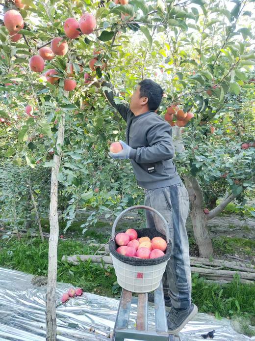 新疆阿克苏苹果（冰糖心） 国家地里标志保护产品 | 有机转换认证 | 绿色食品 商品图6