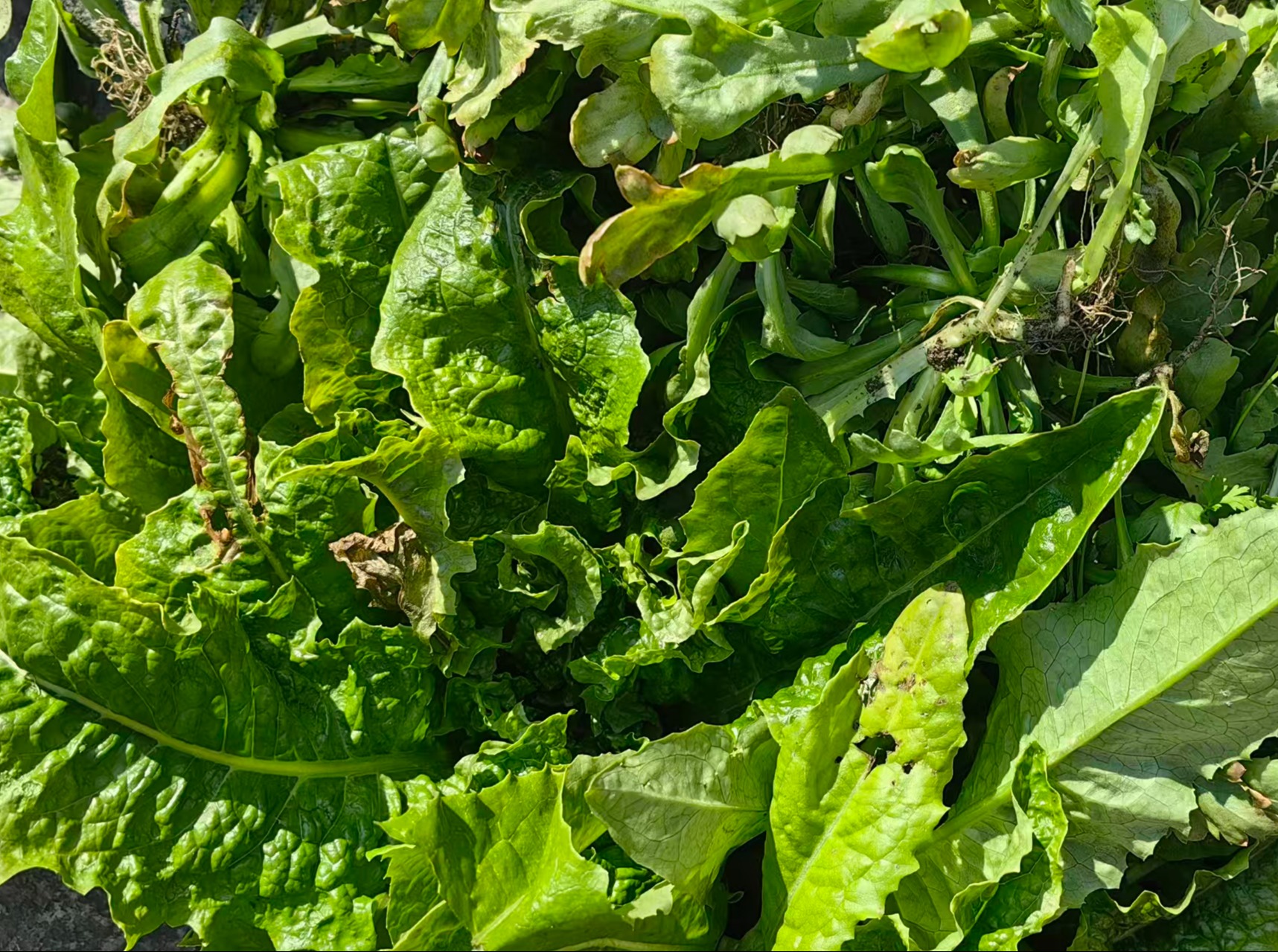 [推荐] 蔬菜合拼、无农药化肥，酵素种植 // 知闲农场