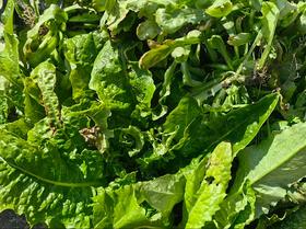 [推荐] 蔬菜合拼、无农药化肥，酵素种植 // 知闲农场