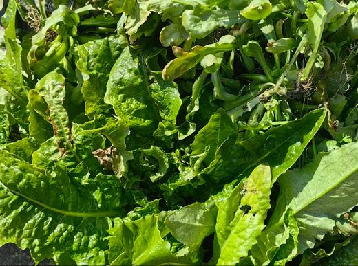 [推荐] 蔬菜合拼、无农药化肥，酵素种植 // 知闲农场 商品图0