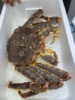 & 年底抢手货！！大帝王蟹🦀包鲜包肥满肉！送礼自家吃都🉑【活冻】 商品缩略图2