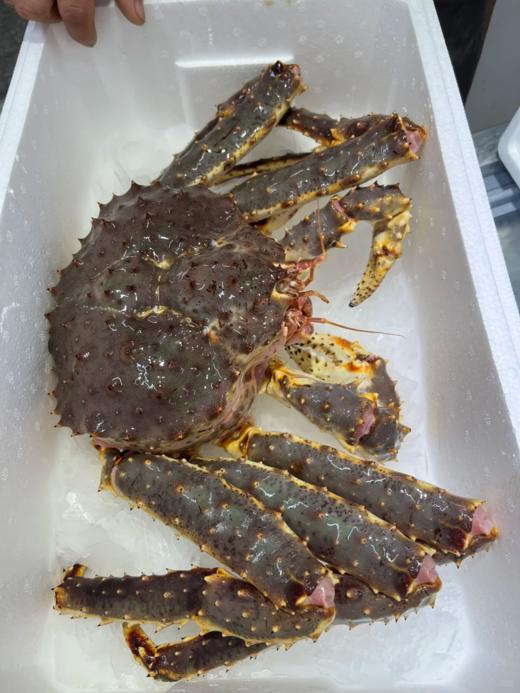 & 年底抢手货！！大帝王蟹🦀包鲜包肥满肉！送礼自家吃都🉑【活冻】 商品图2