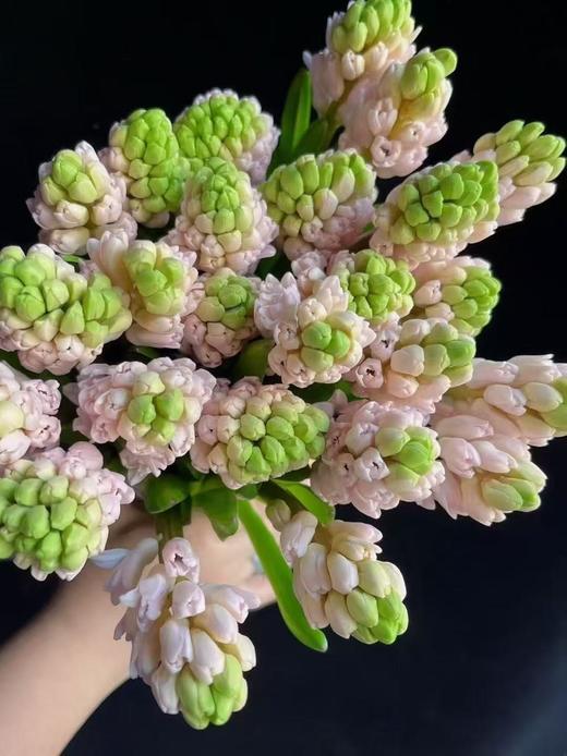 荷兰风信子鲜切花有香味5支 商品图7