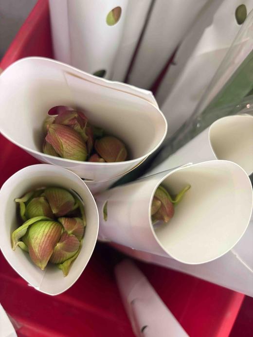 【切枝朱顶红】倾城 粉色  2 枝 商品图2