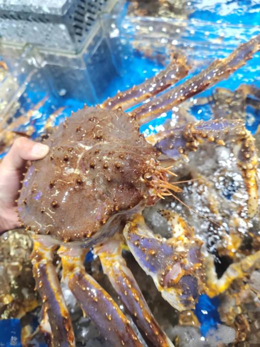 & 年底抢手货！！大帝王蟹🦀包鲜包肥满肉！送礼自家吃都🉑【活冻】 商品图4