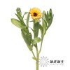配花 | 金盏菊奶油黄 商品缩略图3