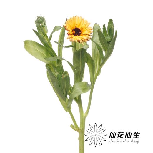 配花 | 金盏菊奶油黄 商品图3