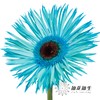非洲菊 | 染色非洲菊孔雀蓝【人工吸色有色差， 介意慎拍】 商品缩略图2
