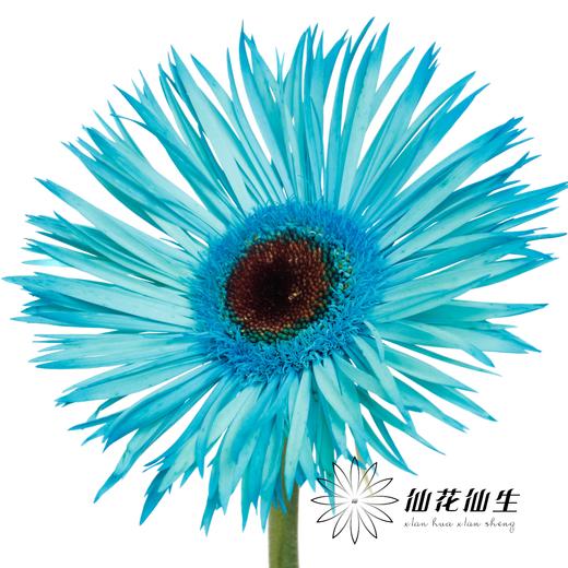 非洲菊 | 染色非洲菊孔雀蓝【人工吸色有色差， 介意慎拍】 商品图2
