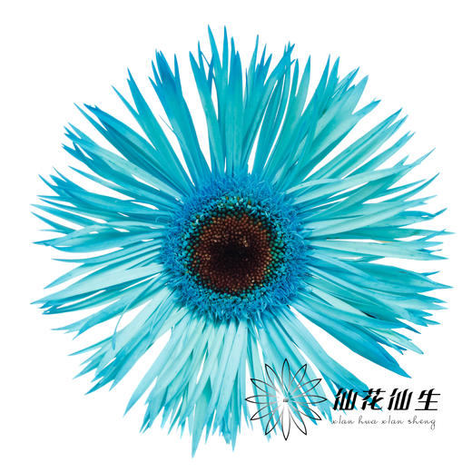 非洲菊 | 染色非洲菊孔雀蓝【人工吸色有色差， 介意慎拍】 商品图0