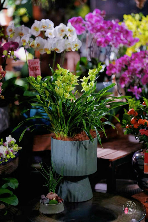 【绿植现货】特价秒杀：翡翠香兰29.9（塑料万象盆 现货，下单即可到店自提） 商品图0