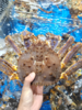 & 年底抢手货！！大帝王蟹🦀包鲜包肥满肉！送礼自家吃都🉑【活冻】 商品缩略图0